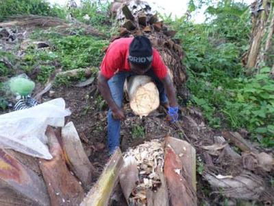 Palm Wine production in Batibo, North West Region of Cameroon