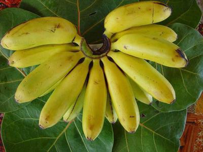 Cameroon 'Contry' Banana