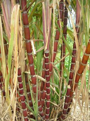 Cameroon Sugar cane