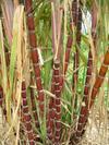 Cameroon Sugar cane