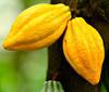 Cocoa Season in Bafia, South West Region of Cameroon