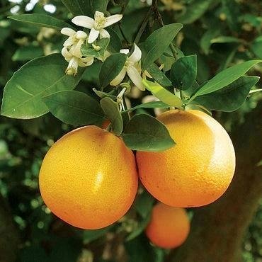 Oranges