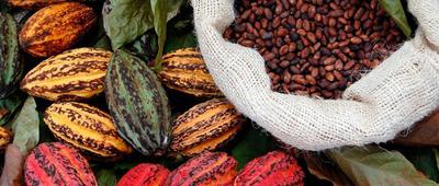 Cocoa Season in Bafia, South West Region of Cameroon